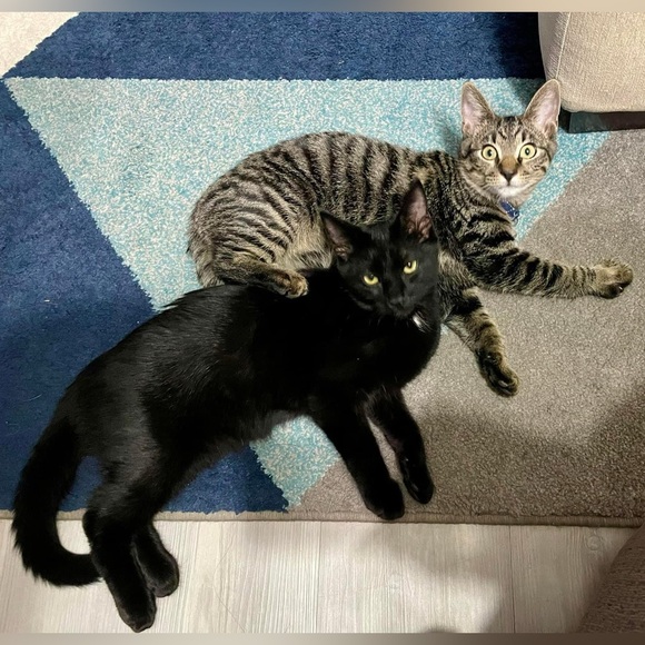 Meet your Posher, Angelica - Picture 7 of 7